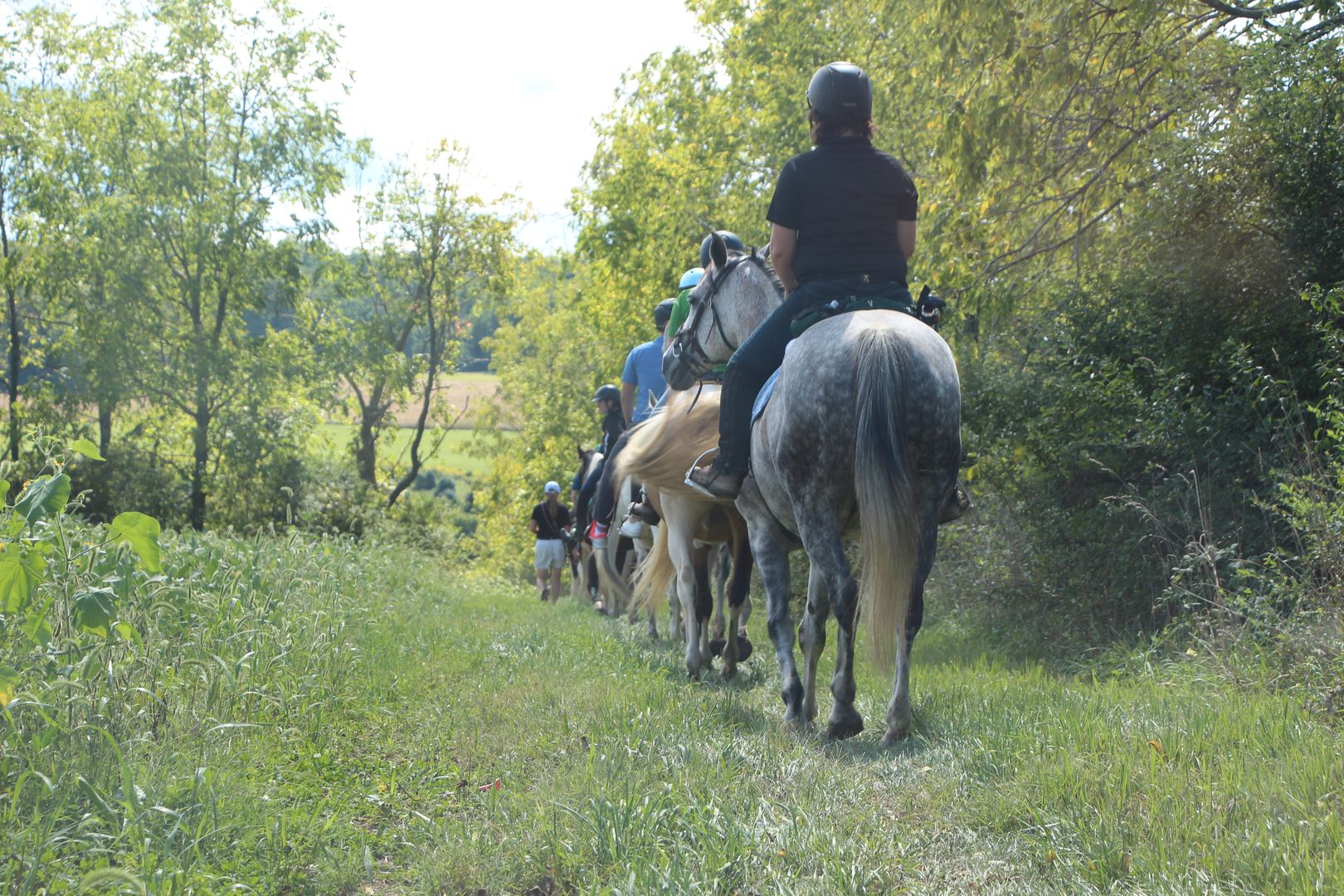 Training for Endurance - Equestrian Hub