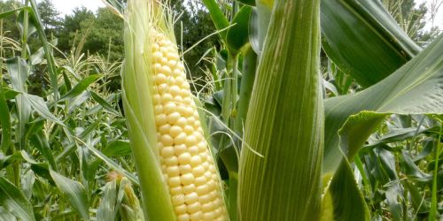 Pine Grove Mills Farmers Market