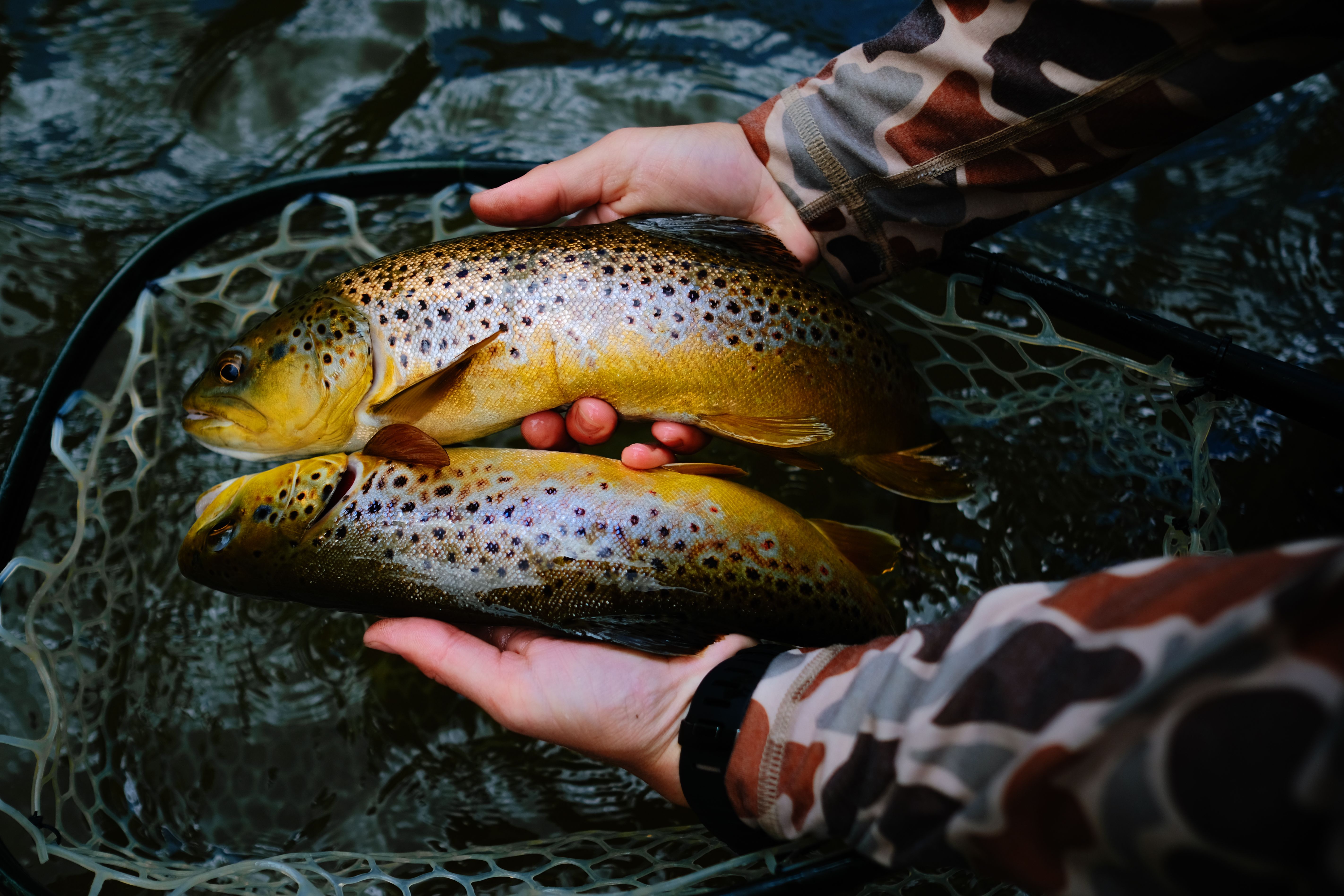 Brown Trout, Fishing Supplies