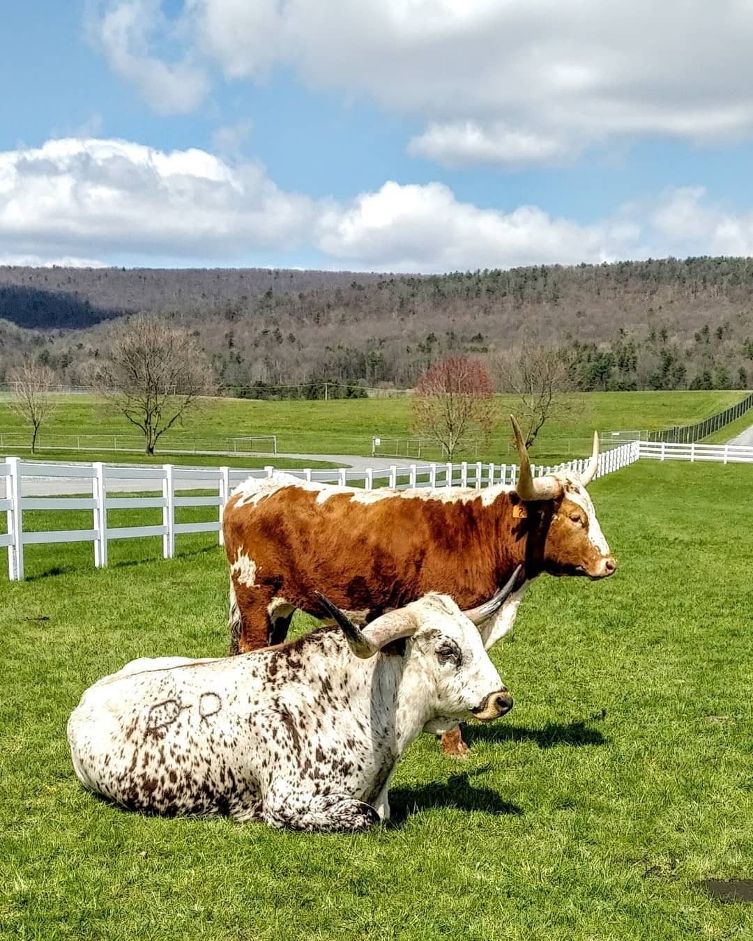 The Texas longhorn cattle at Happy Valley Agventure member Penn's Cave are looking forward to the reopening ☀⁣
⁣

