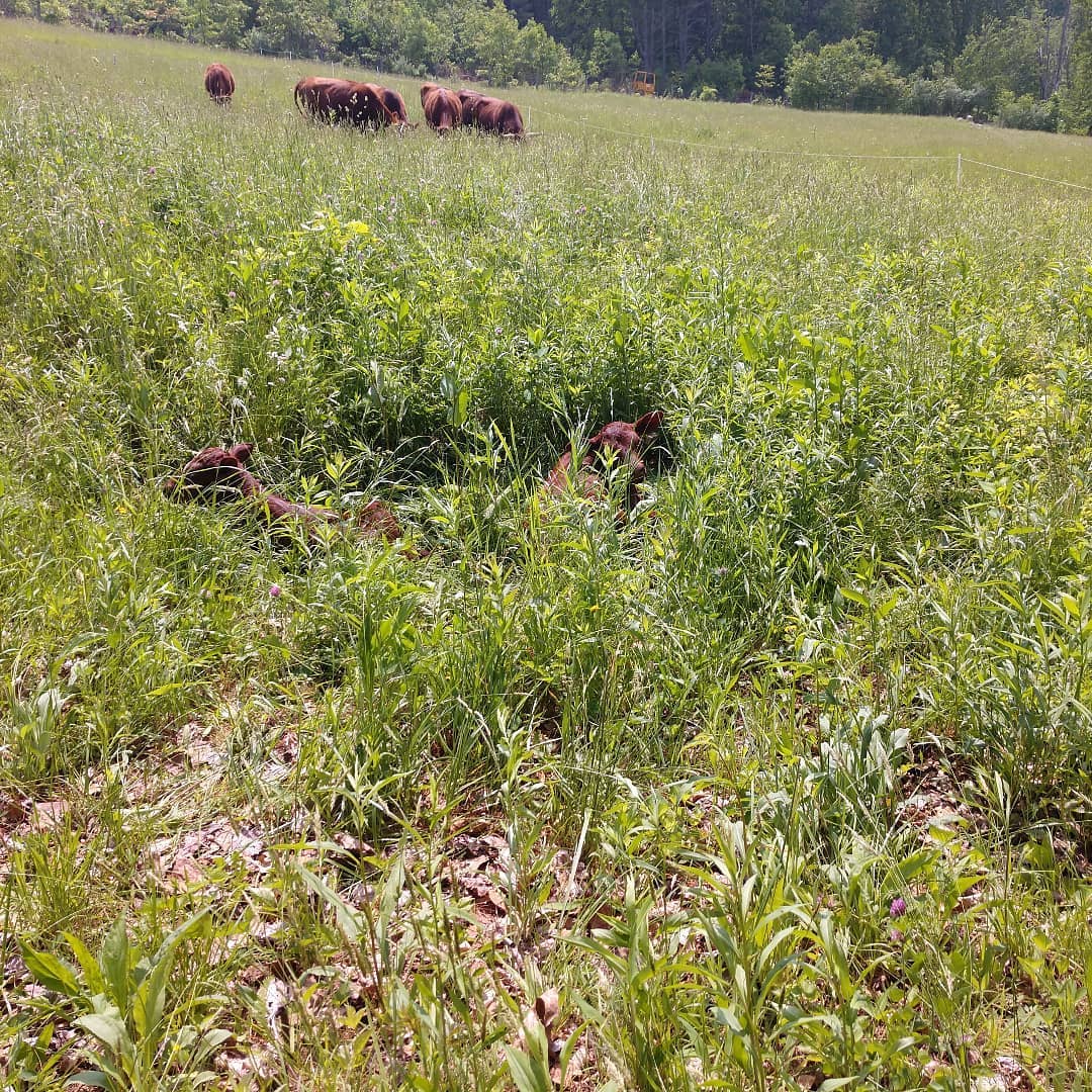 The calves are hiding in the tall grass, taking a little break. No breaks for the farmer today. Pigs went to the custom butcher for whole hog orders and there is a load of hay baled and waiting to be unloaded in the morning.
#hvagventures