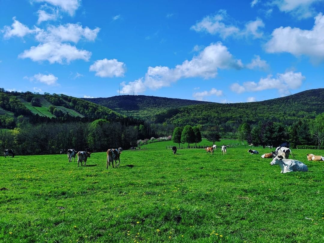 Happy Valley Agventures destination Bear Meadows Farm is throwing a celebration in honor of Dairy Month! Join them on the farm and pet a calf, hug a cow, enjoy a glass of fresh milk, sample some of their artisan cheeses, grab goodie bags for the little fa