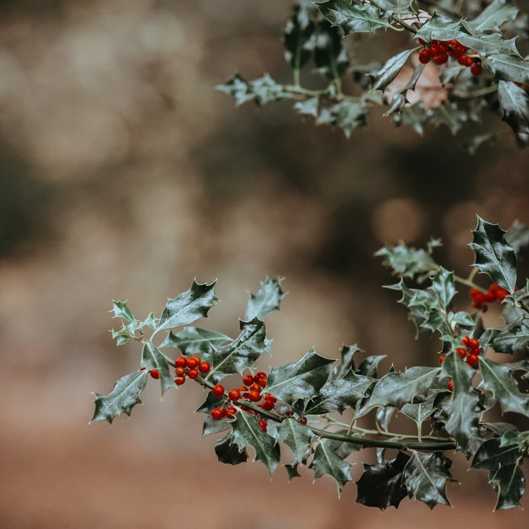 Did you know that the holly plant is symbolic of the winter holidays? Ancient Romans used it for decorating during Saturnalia, a festival dedicated to Saturn, a god of agriculture.
˙
#HVAgventures #HappyValleyPA #WinterinPA #agricultural #yeehaw #saddleup