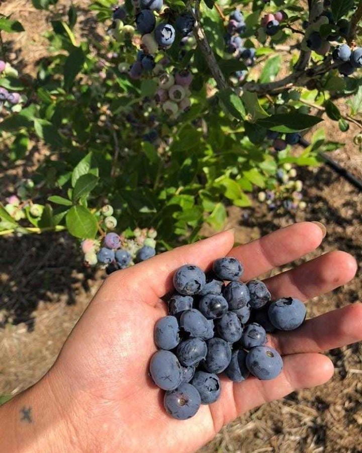 Join #HVAgventures destination @beetreeberryfarm at @boalsburg_farmers_market (Military Museum) today from 2-6 p.m.
Pick up fresh fruits and veggies—while they last!
#HappyValleyPA #SummerinPA #agricultural #yeehaw #saddleup #freshpicked #growfoodnotla