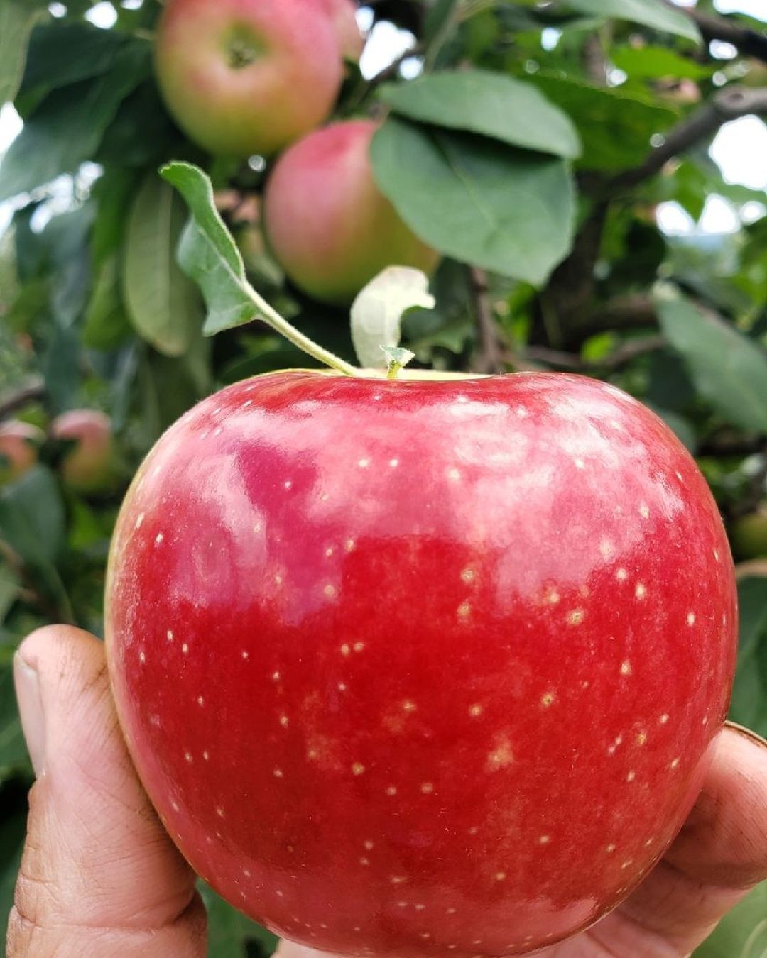 What's your favorite locally-grown produce in Centre County? These gorgeous apples are from #HVAgventures destination @harnerfarm 