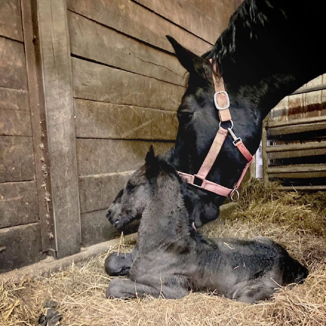 Meet the New Years baby!
#HVAgventures destination @windermere_farms welcomed their first foal of 2022. 