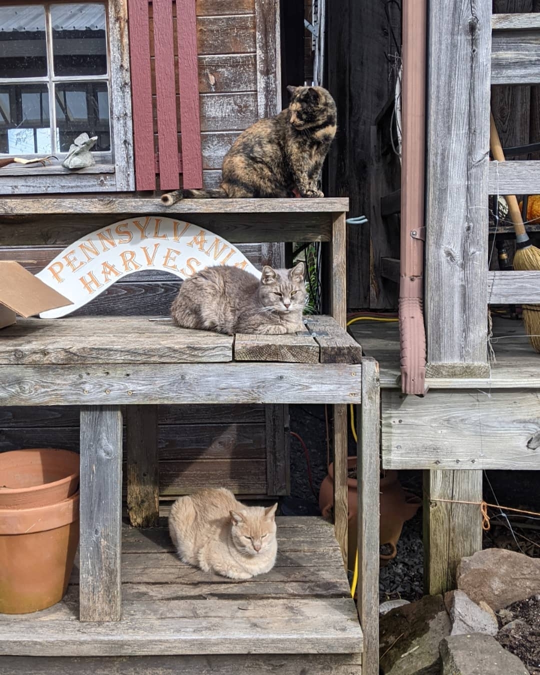 We're waiting to welcome you to Centre County — and so are the cats of @taitfarmfoods! 