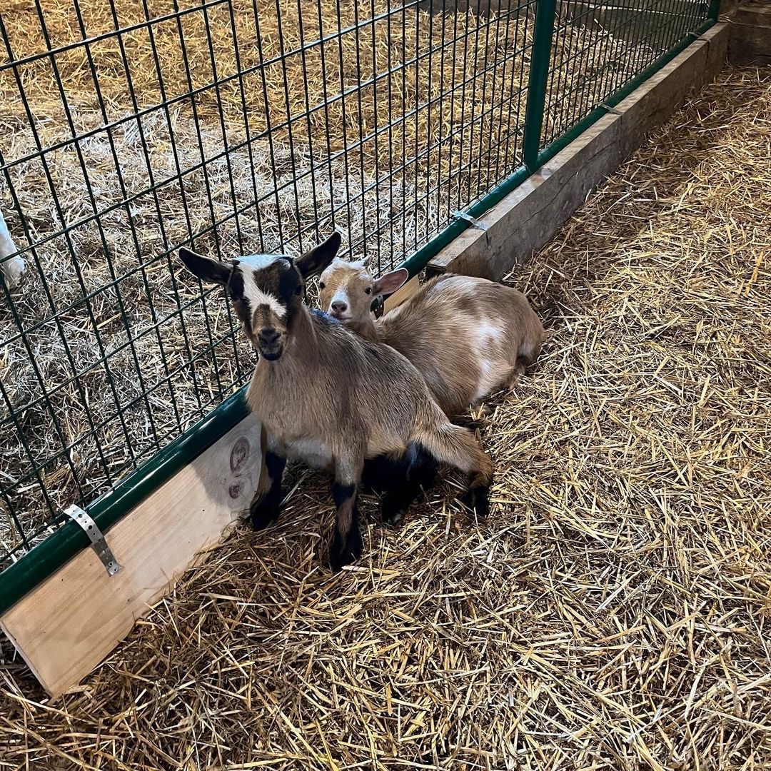You've GOAT to be kidding me! Nittany Meadow Farm offers private goat visits — with baby goat bottle feeding! Learn about the herd while playing with these animals in their historic barn built in 1843. ❤️