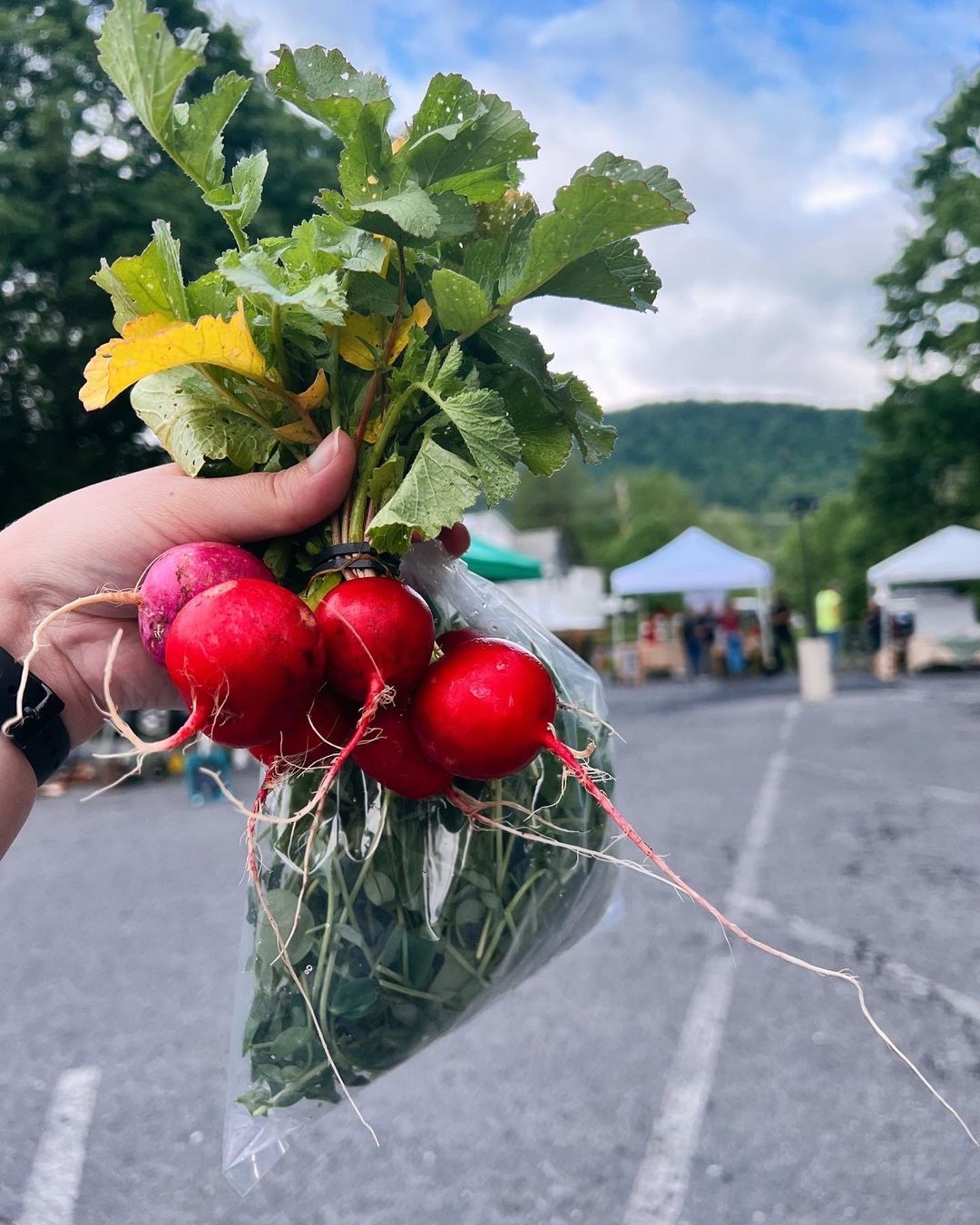 The agriculture industry in Centre County creates an amazing opportunity for agventurers to connect with places, people and all things planted, grown and produced from local resources.
Explore our Featured Destinations 