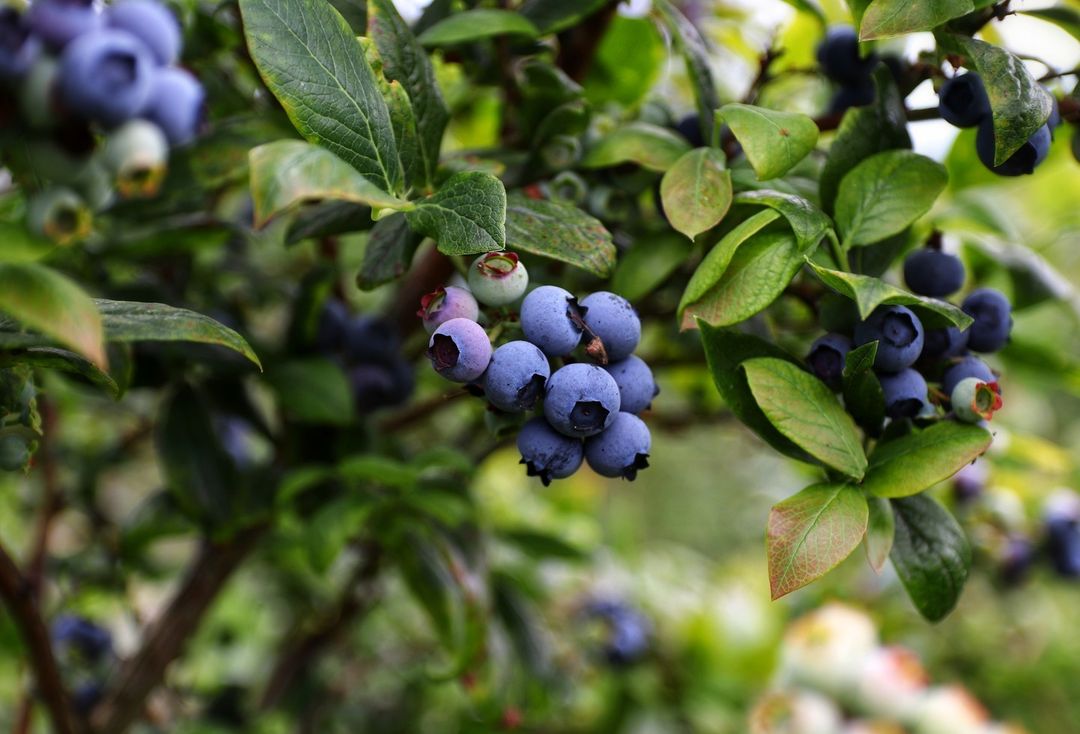 Today is Pick Blueberries Day! ⠀
⠀
Did you know Pennsylvania has four species of blueberries? ⠀
⠀
You can find blueberries in #HappyValleyPA at @beetreeberryfarm and Sengle's Mountainhome Blueberries.