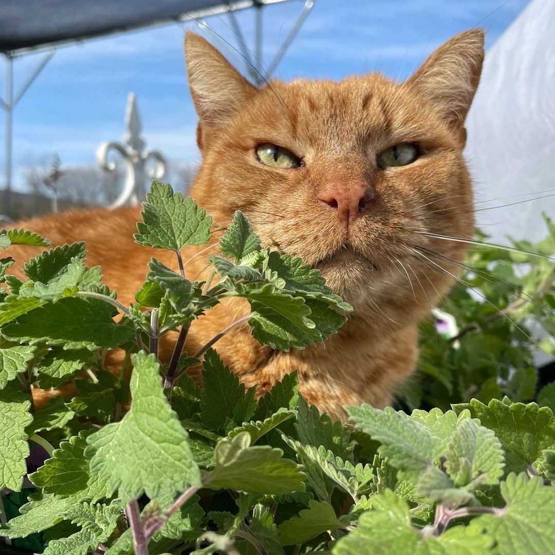 We're waiting to welcome you to Centre County — and so are the cats of @taitfarmlocal! 