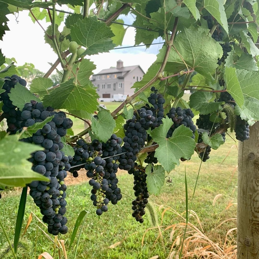 Check out these Marquette clusters in the vineyard! 